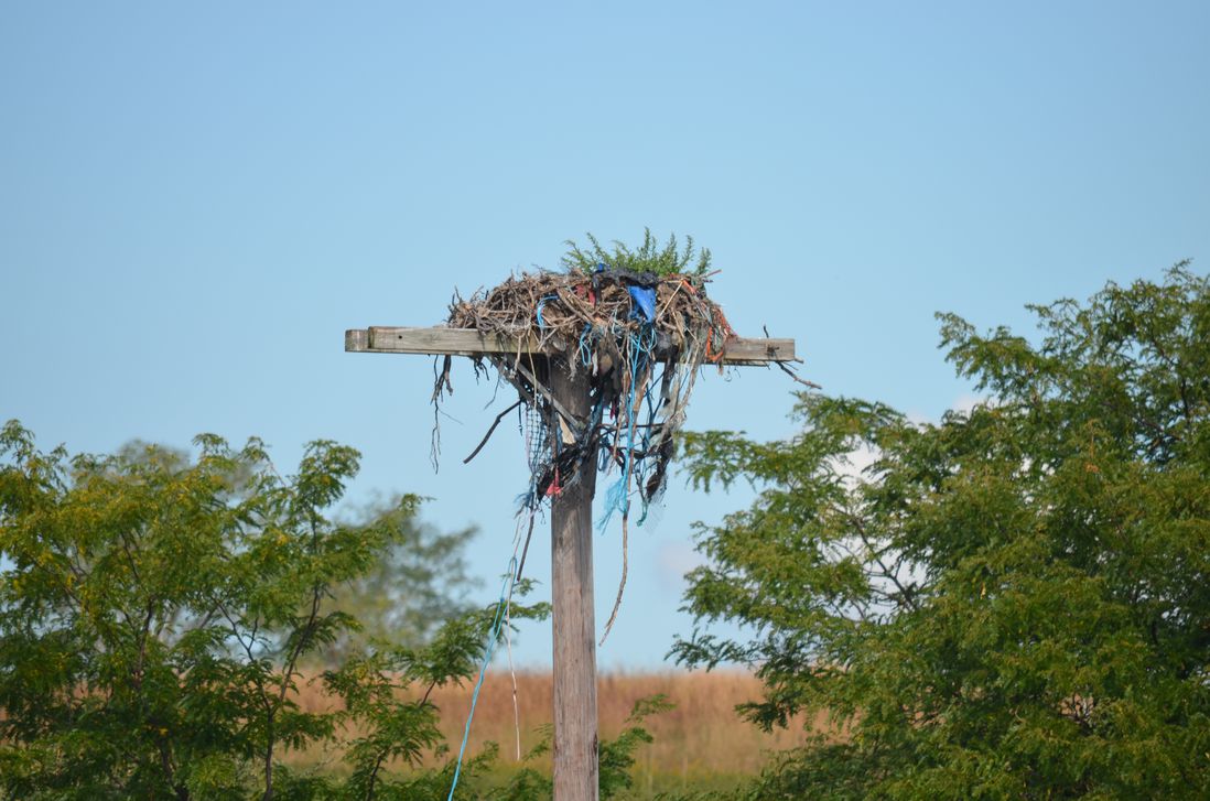 Osprey nest. The birds themselves are gone for the season<br/>